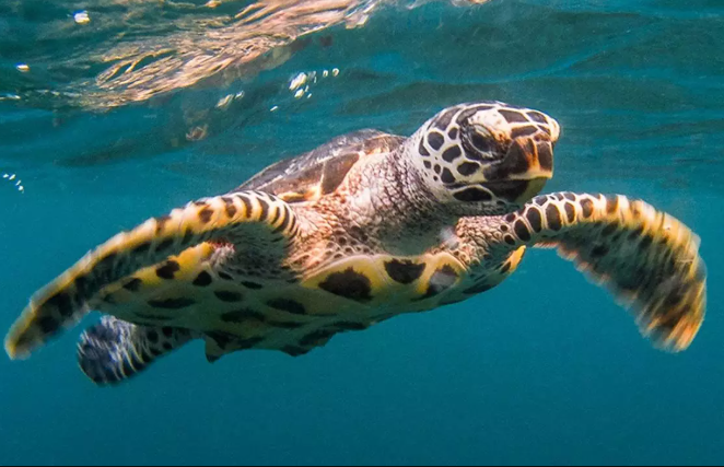 Día Mundial de la Tortuga y otras conmemoraciones este 23 de mayo