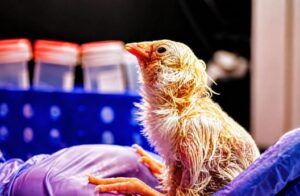Pollitos sin cascarón: El experimento que acerca a la ciencia a “revivir” especies extintas