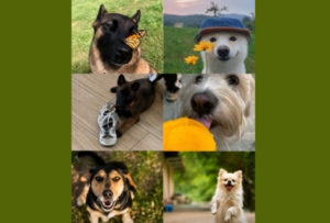 Día Mundial del Perro: una celebración de lealtad, compañía y responsabilidad