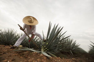 El tequila ya tiene su día: el 24 de julio se celebra al destilado que identifica a México